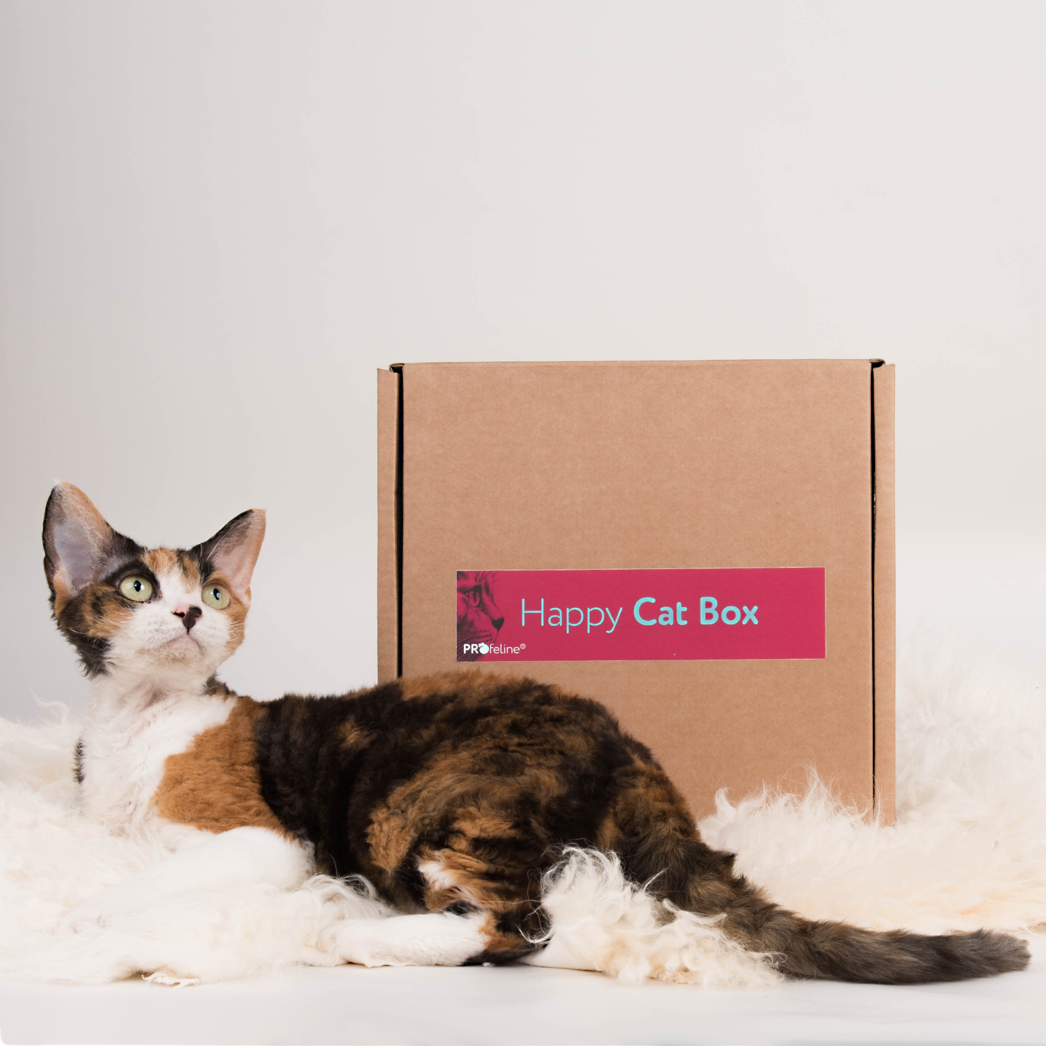 Geschenk für Katzen Box