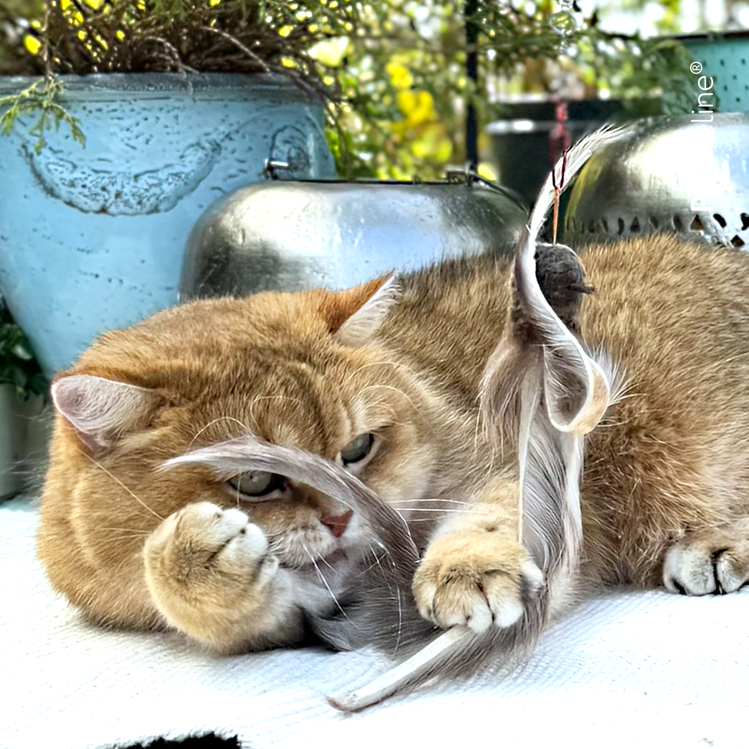 Fur Shaglet Refill Katzenshop für Katzenspielzeug Fur Shaglet