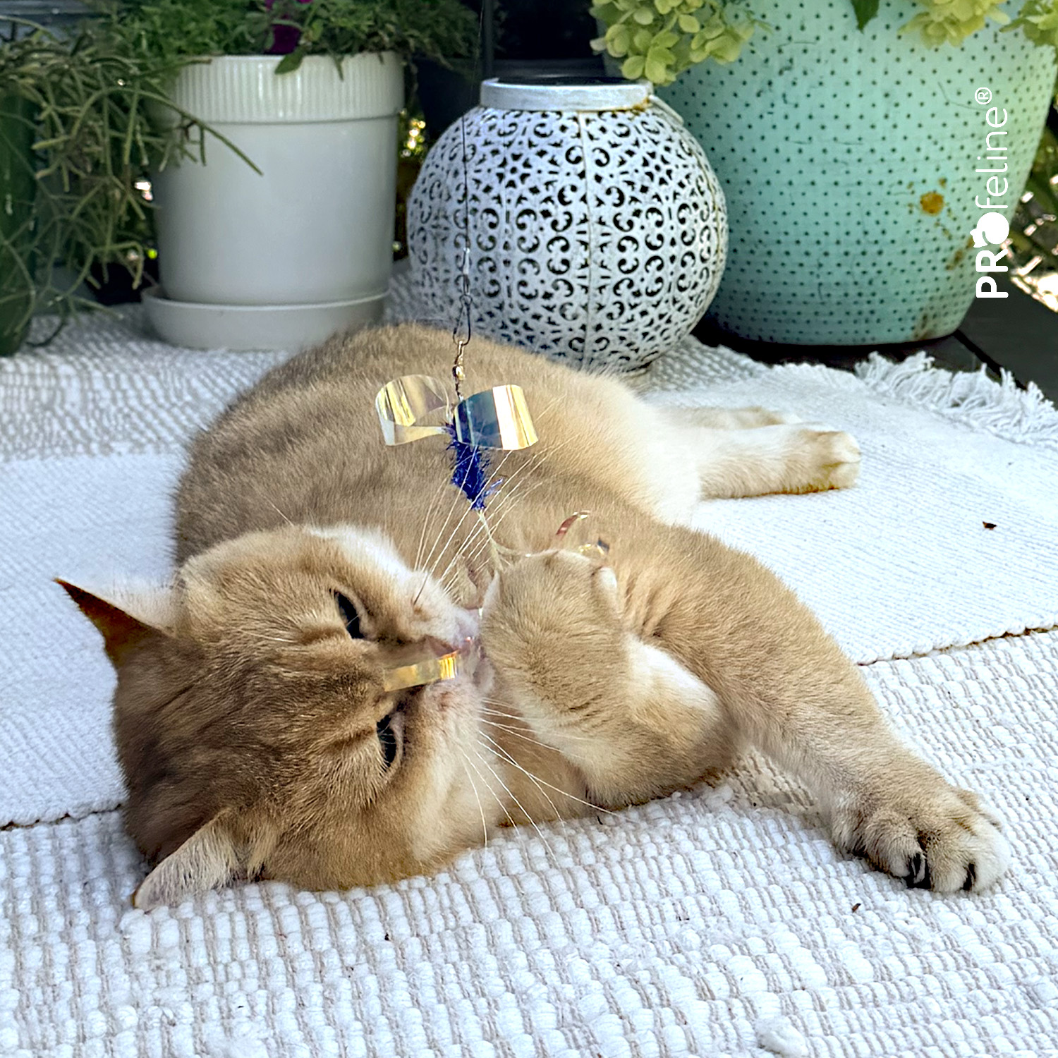 Dragonfly Duo – Shimmer Edition | Cat Toy (2 Pack)