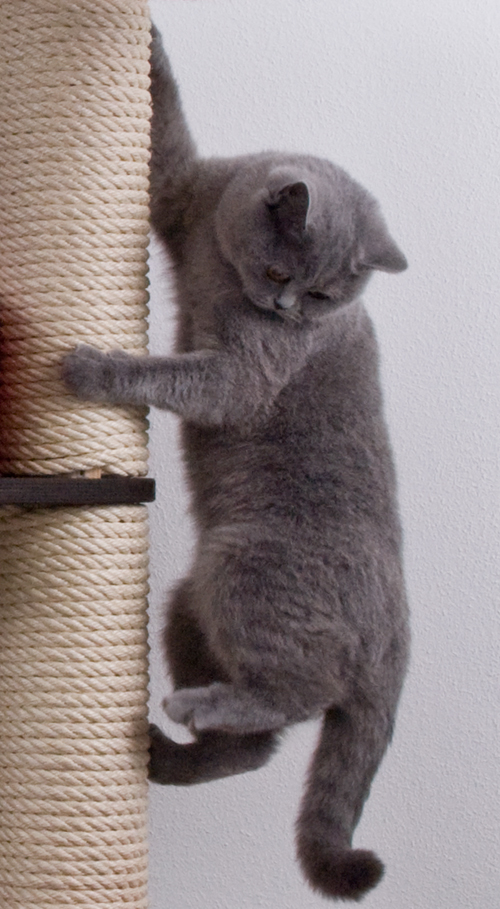 Climbing Post Ceiling high Katzen Klettersäule