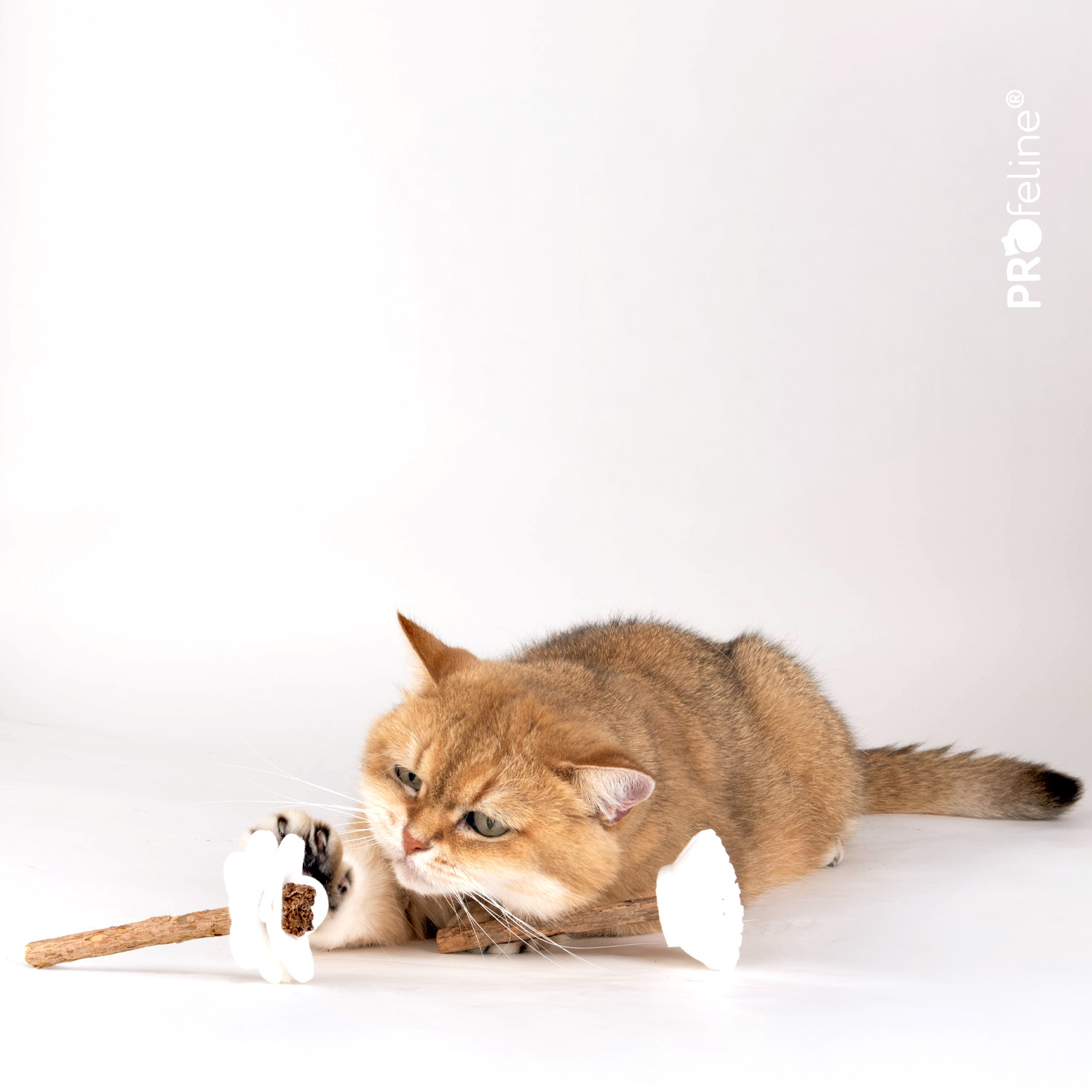 Silvervine Gall Fruit Flower – Cat Toy