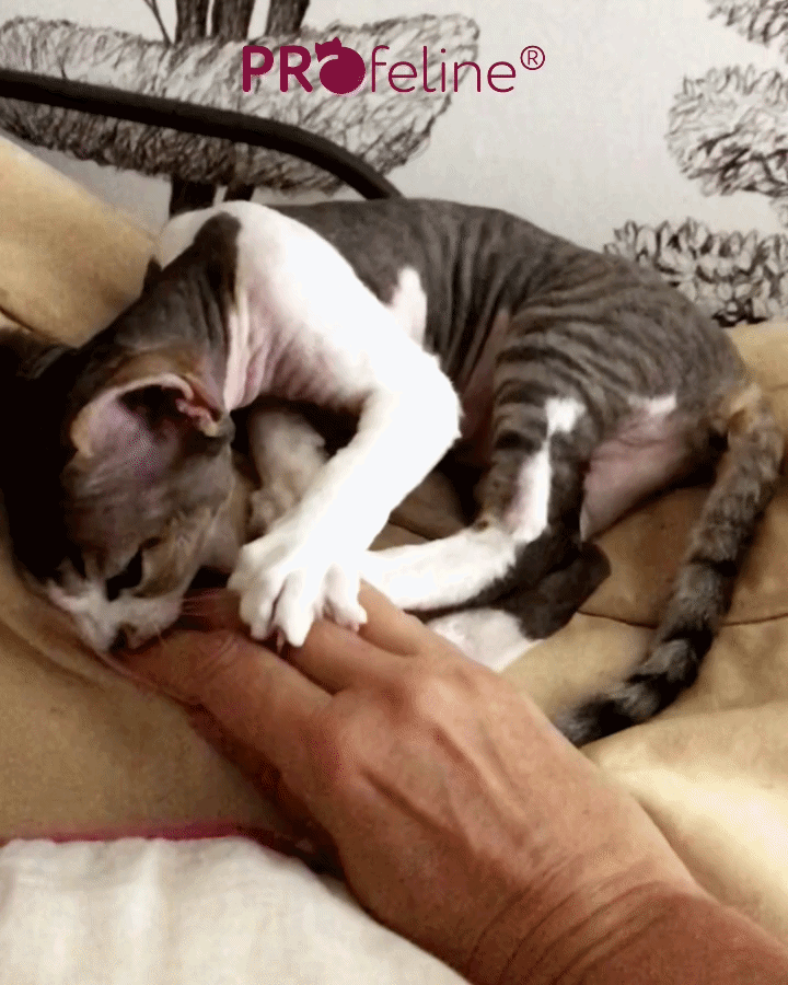 Decon Rex Kitten Lilly
