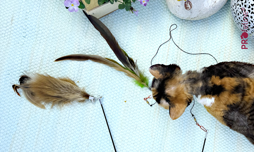 Katzenangel Shop große Auswahl