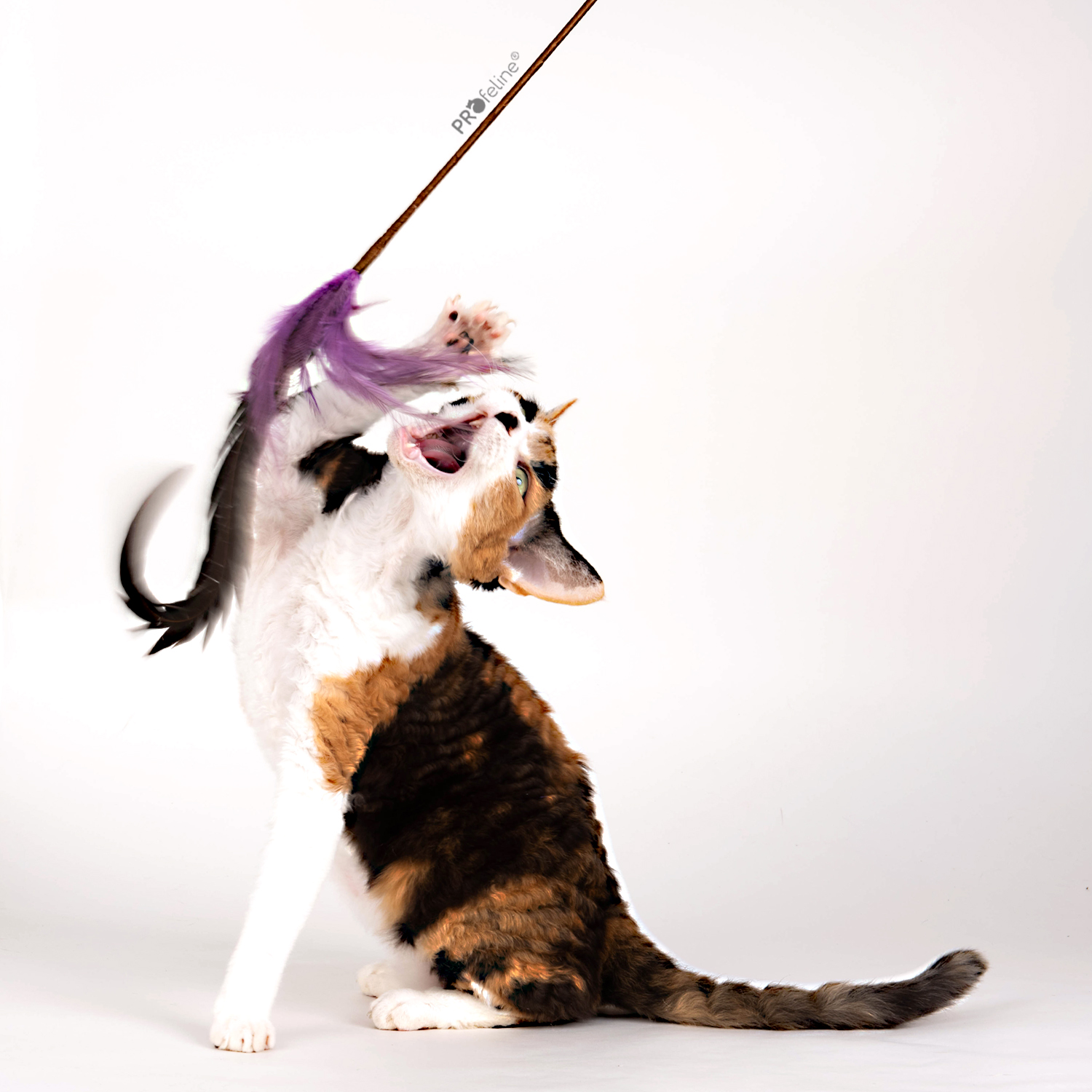Katzenspielstab der Katzen begeistert