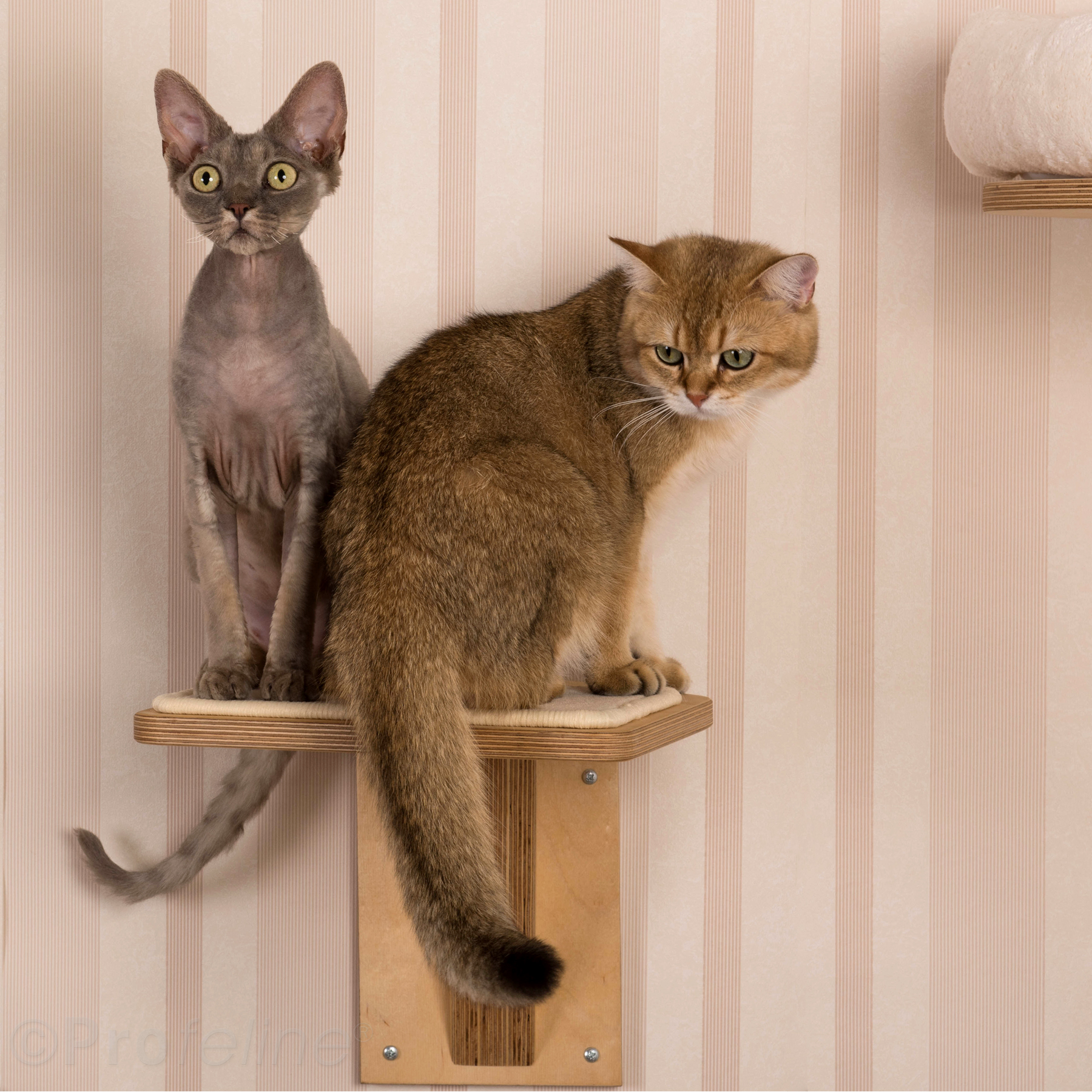 Katzen Wandhalterung mit Treppenstufe