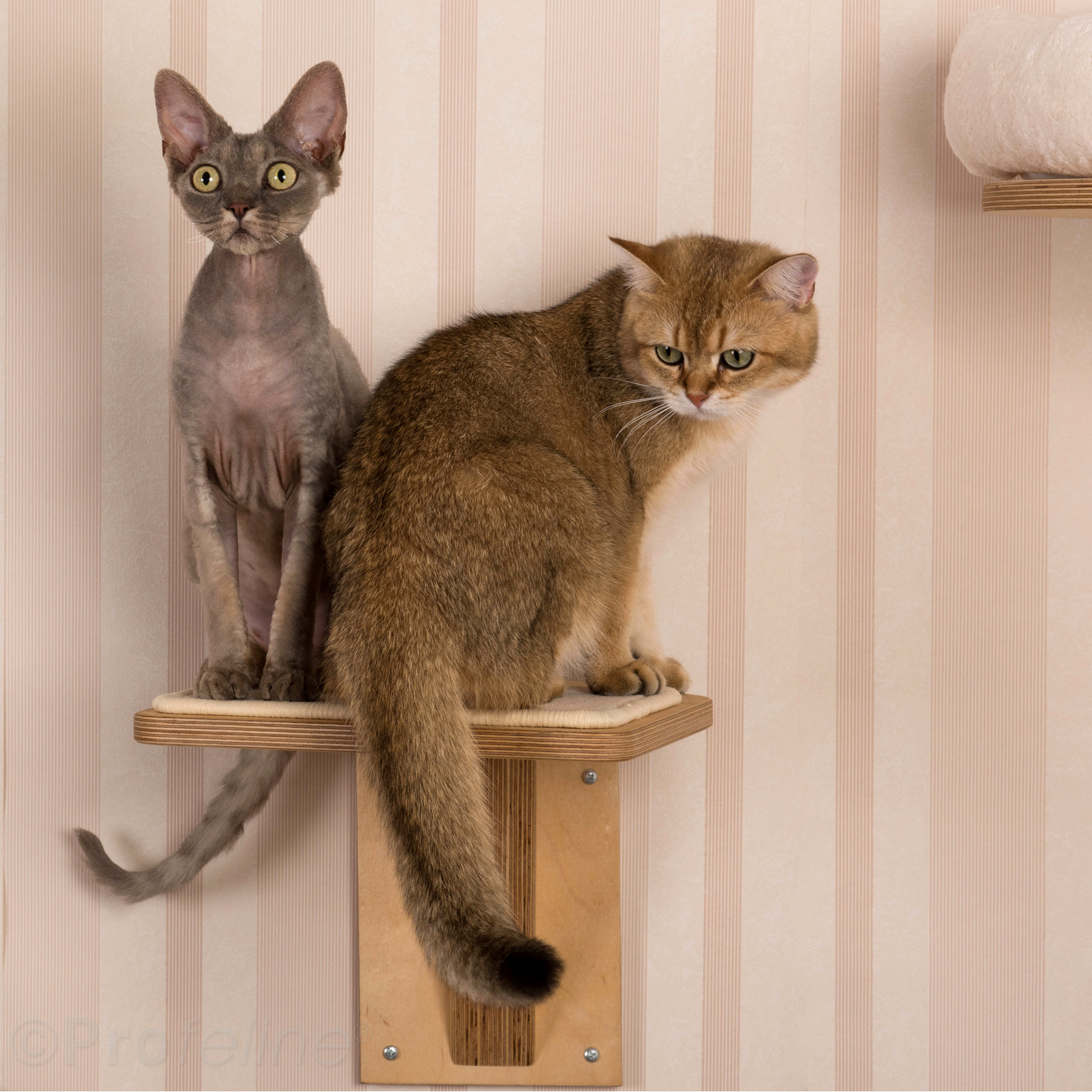 Katzen Wandhalterung mit Treppenstufe Katzen Wandhalterung mit Treppenstufe