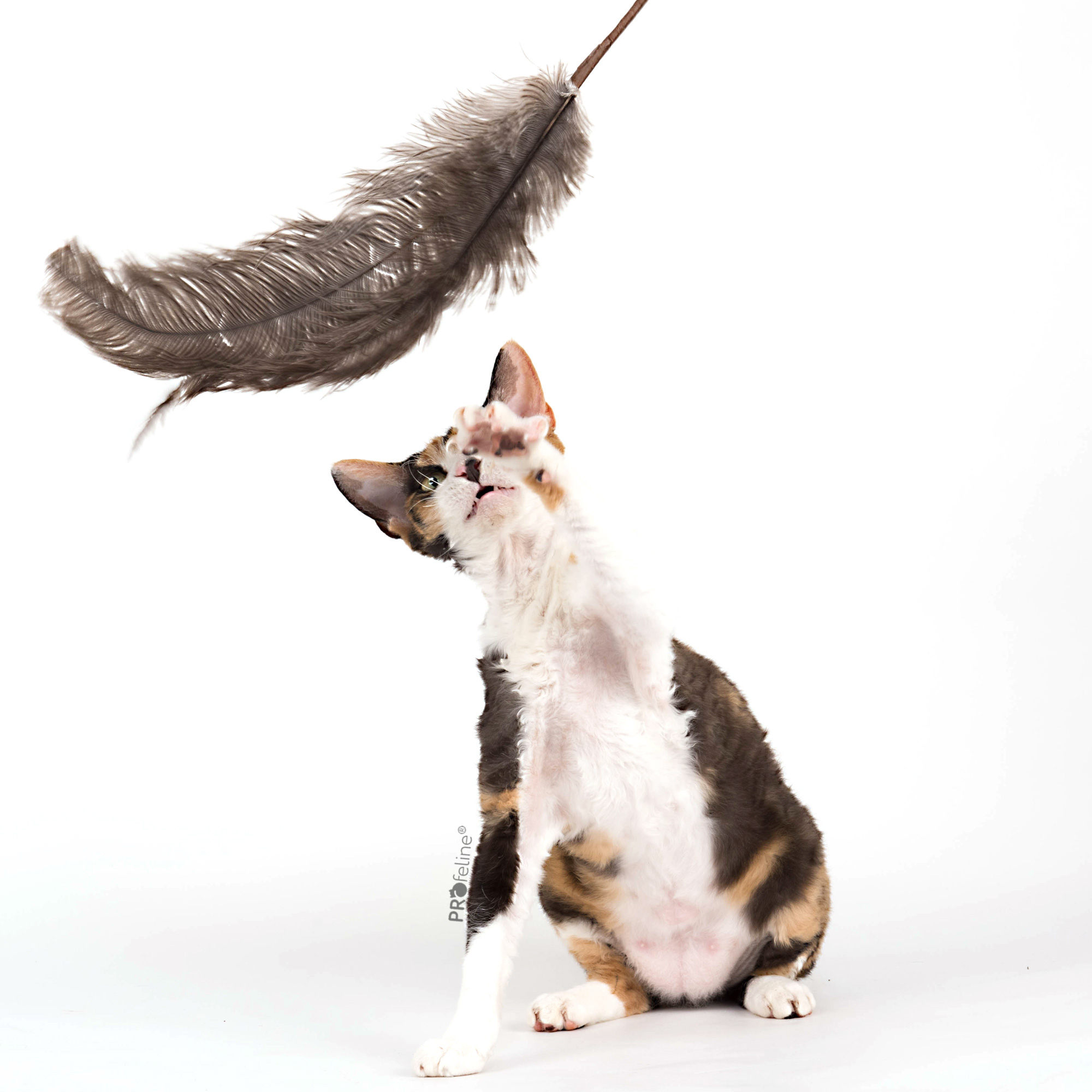 Cat Teaser Ostrich Feathers Federwedel schön Straussenfeder