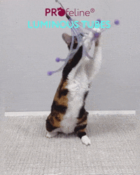 Luminous Tubes Refill Luminous Tubes Refill