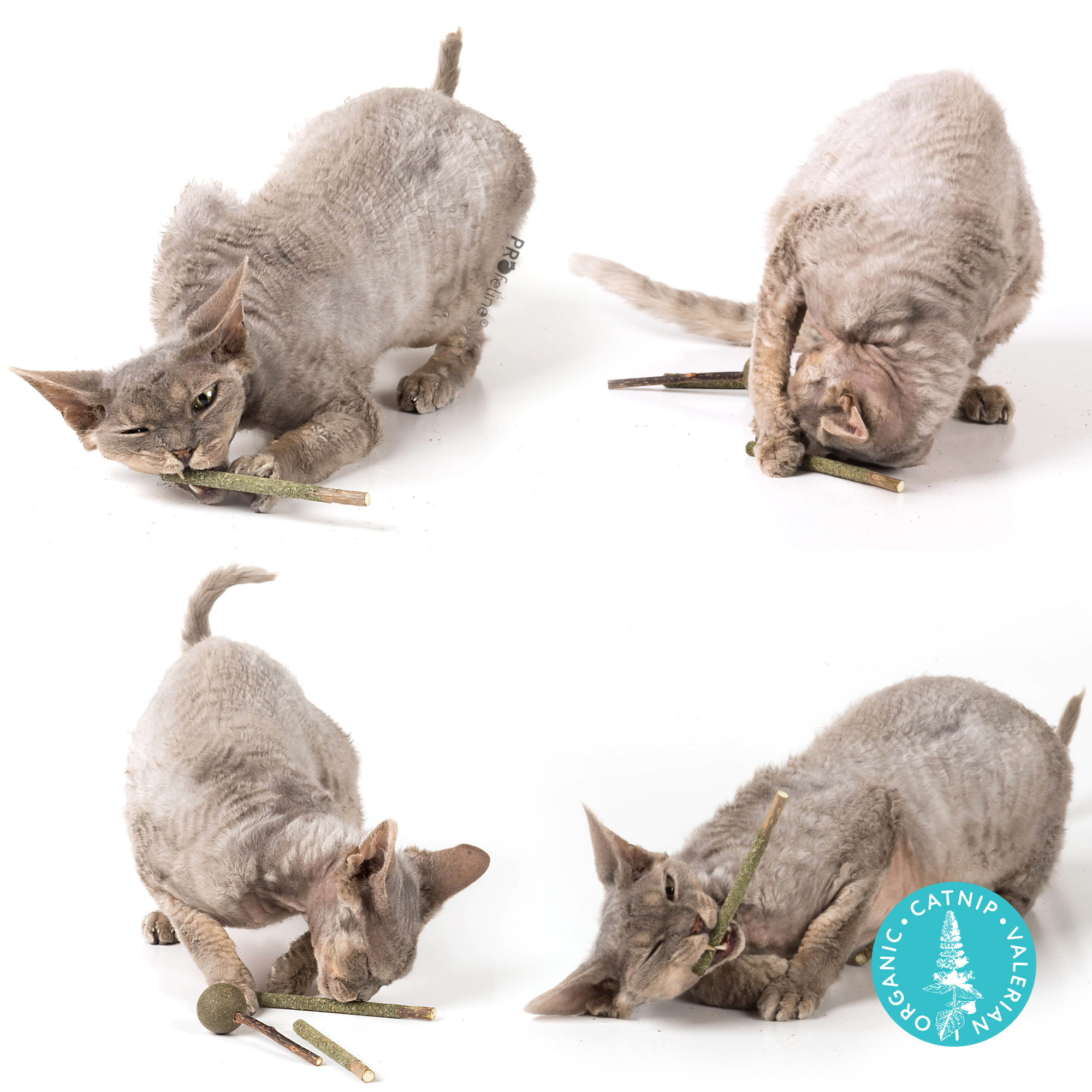 matatabi-catnip-lolly-silver-vine-1 Profeline - Matatabi Catnip Lolly's