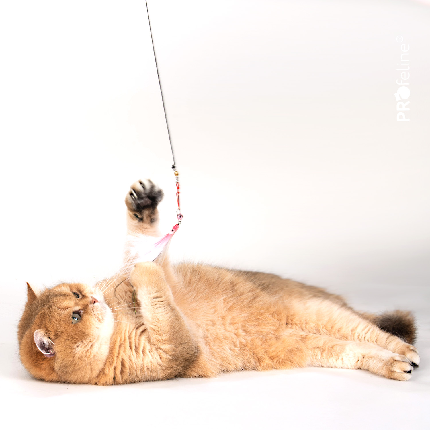 Federanhänger für Katzenangel große Auswahl