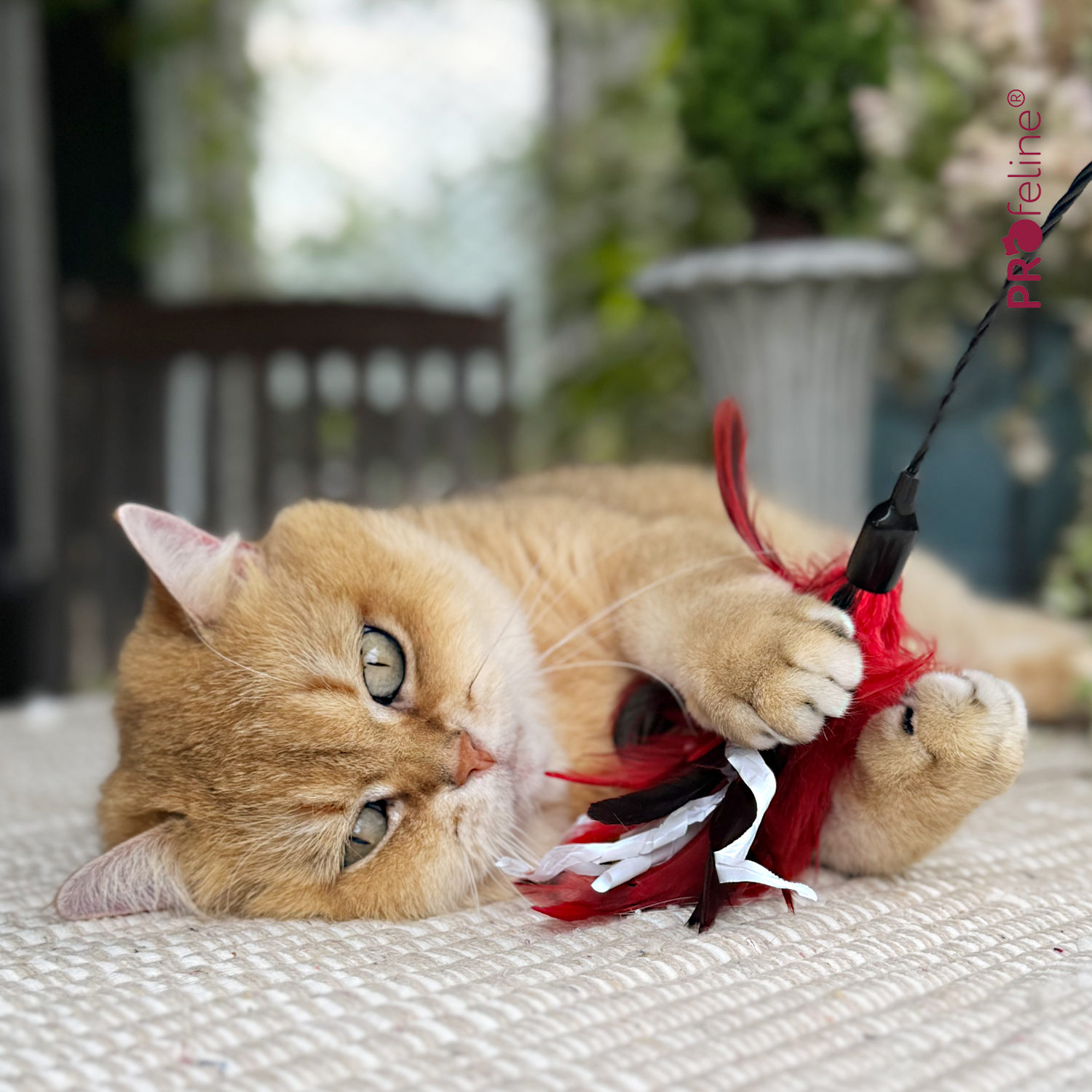 Katzen Federstab Crinkle Dancer