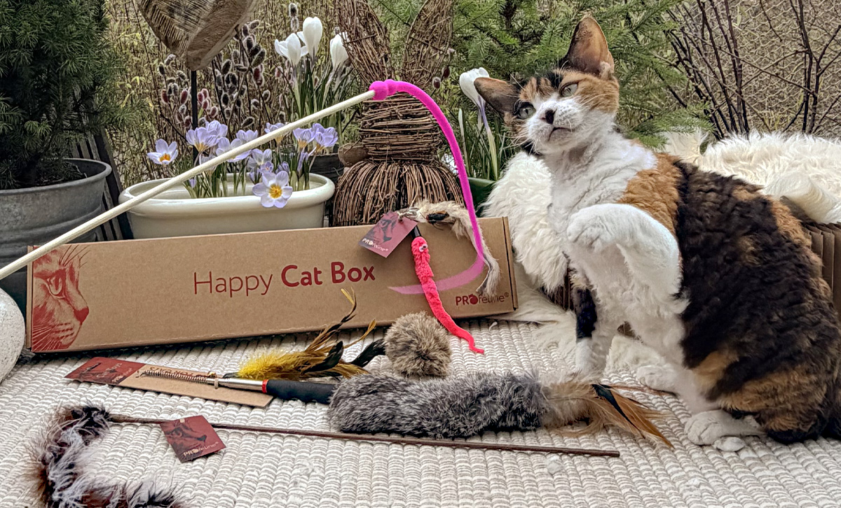 Katzenspielzeug - was lieben Katzen