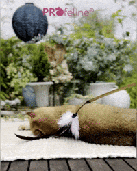 Katzen Federwedel Shop