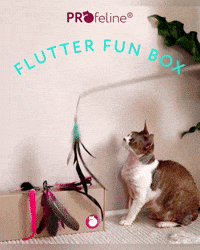 Cat Rod Set - Flutter Fun Katzen Box Katzenangel mit Federn