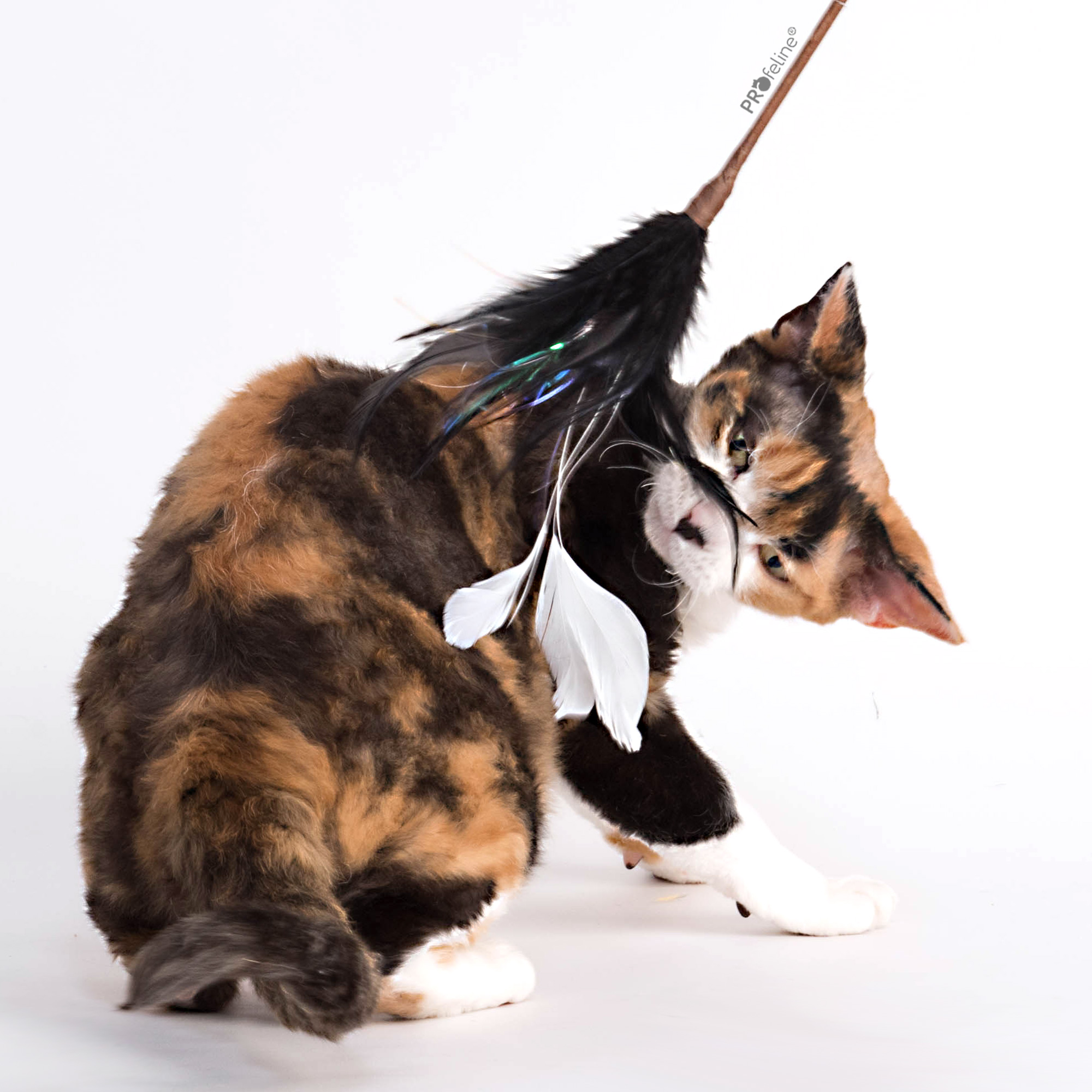 katzenwedel-mystic-feathers-katze Katzen Federwedel Mystic Feathers