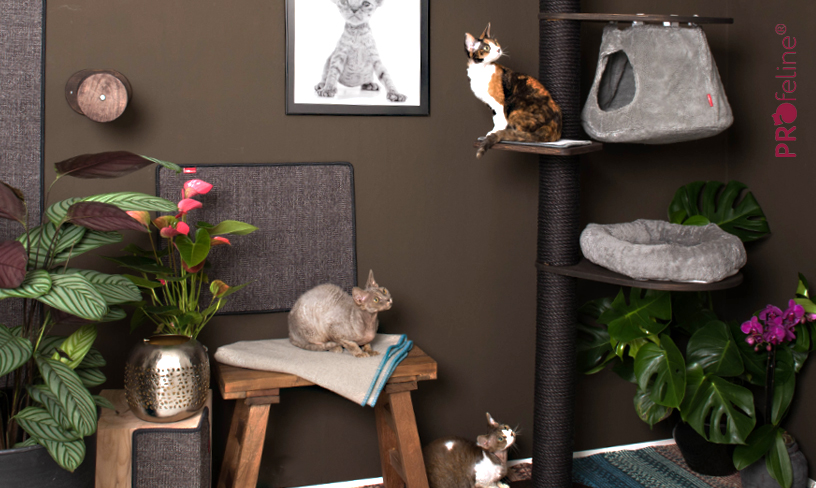 Katzenzimmer einrichten Shop