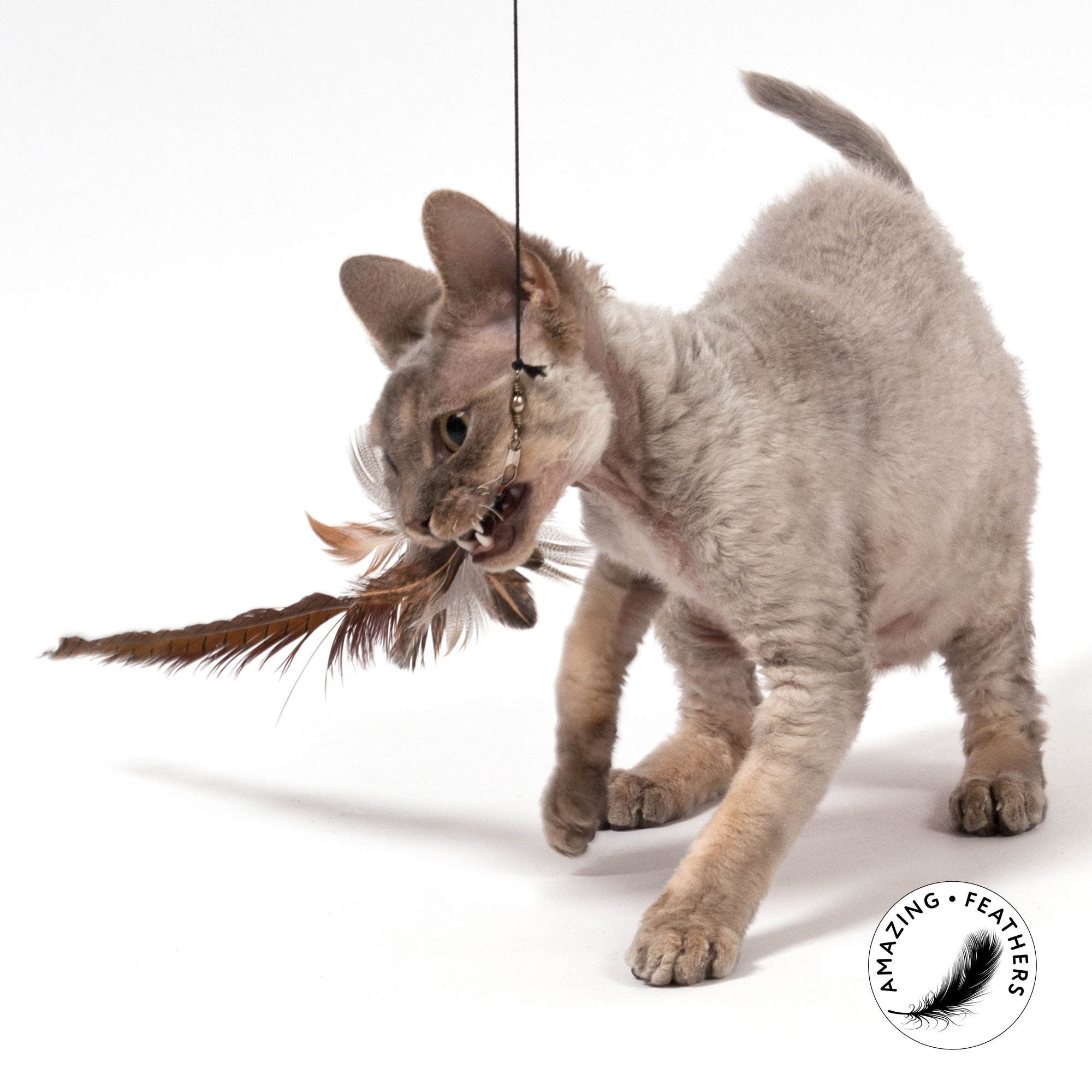cat-toys-pheasant-longtail-refill-SSP194PL