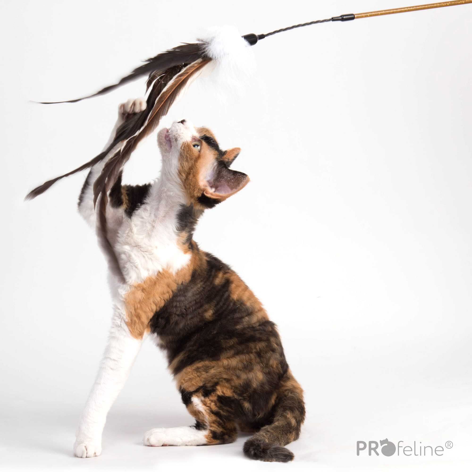 Katzen Federwedel besondere Federn