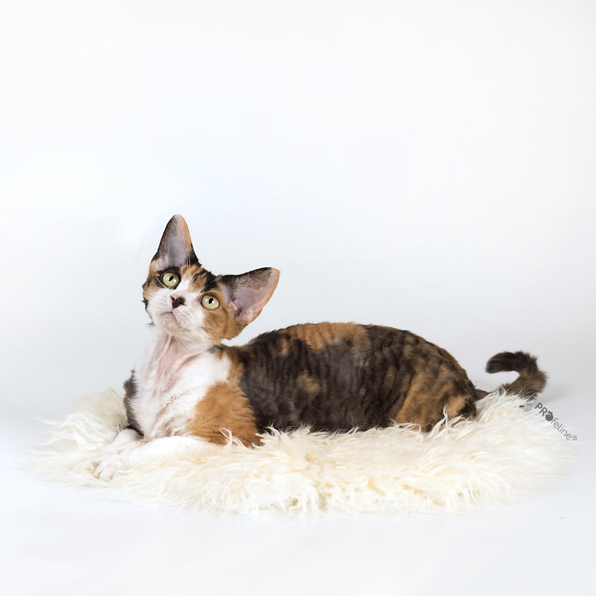 Iceland Lambskin round 38 cm island lammfell rund