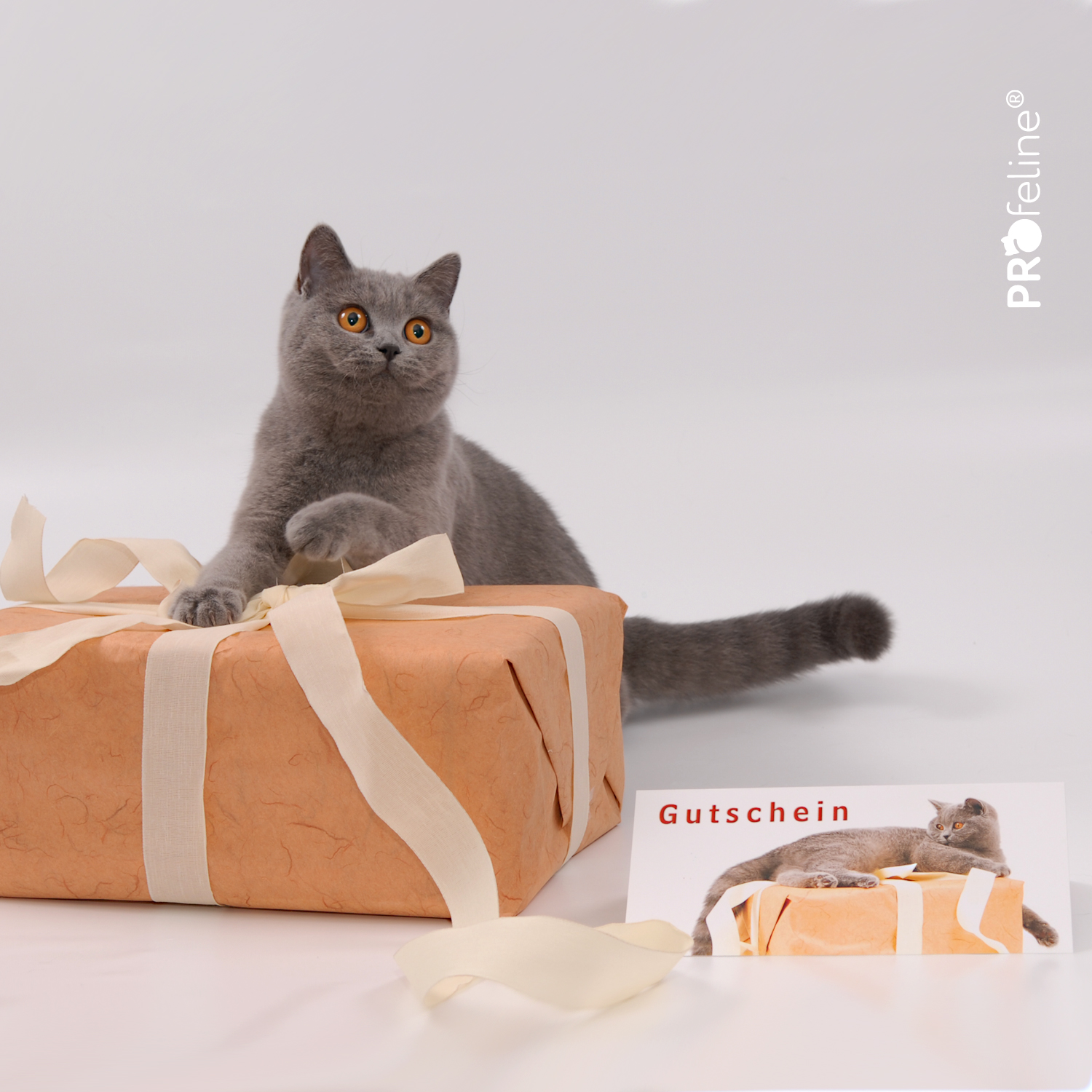 Katzen Geschenkgutschein
