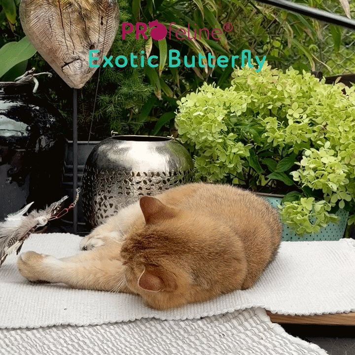 Exotic Butterfly Refill