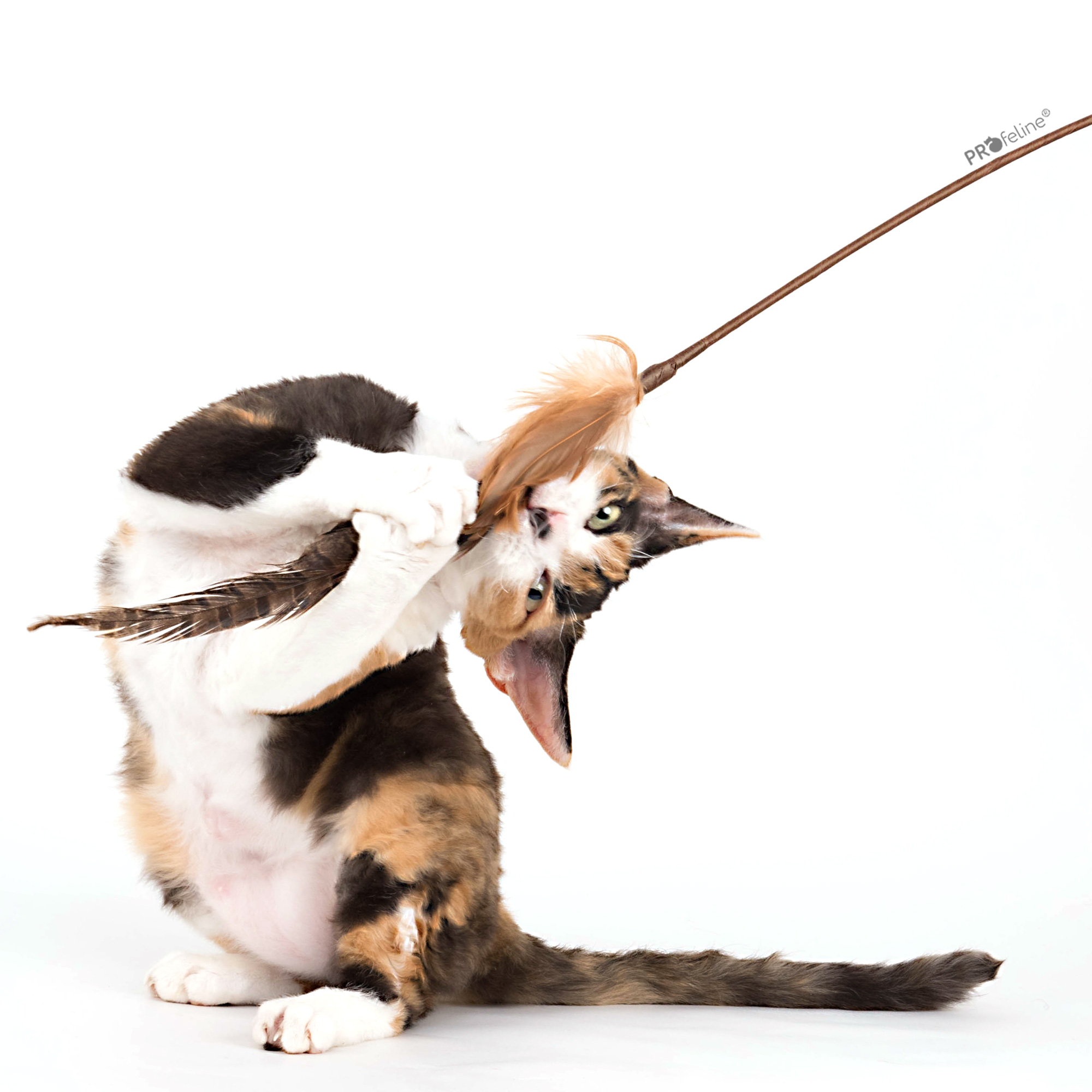 cat-teaser-pheasant-federwedel Cat Teaser Pheasant Feather