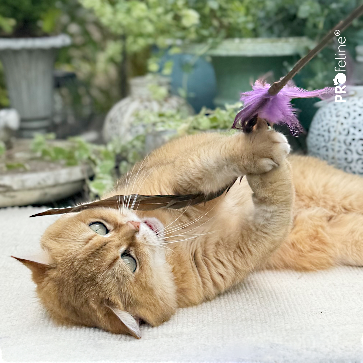 Katzenspielzeug Federstab beliebt