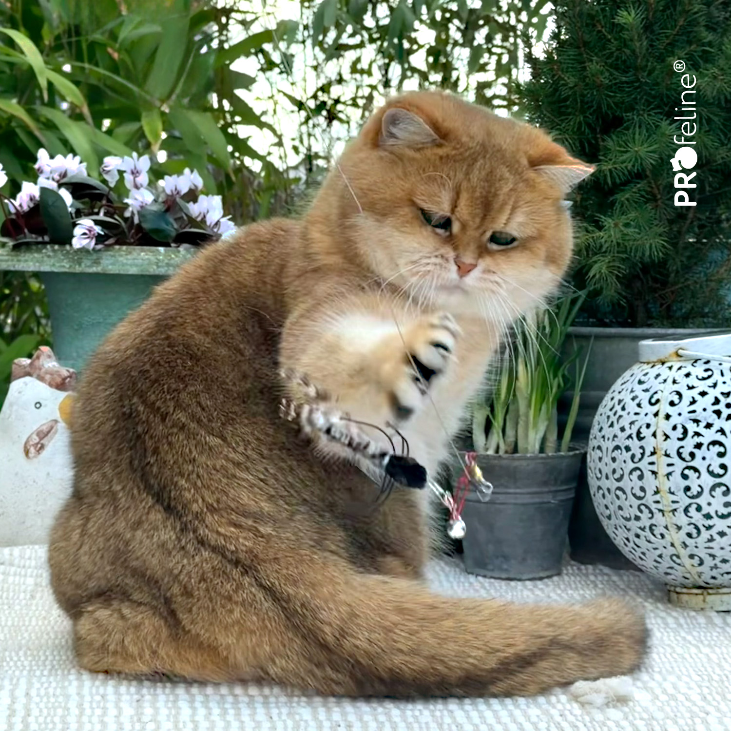 Katzenspielzeug-charms Anhänger für Katzenangel