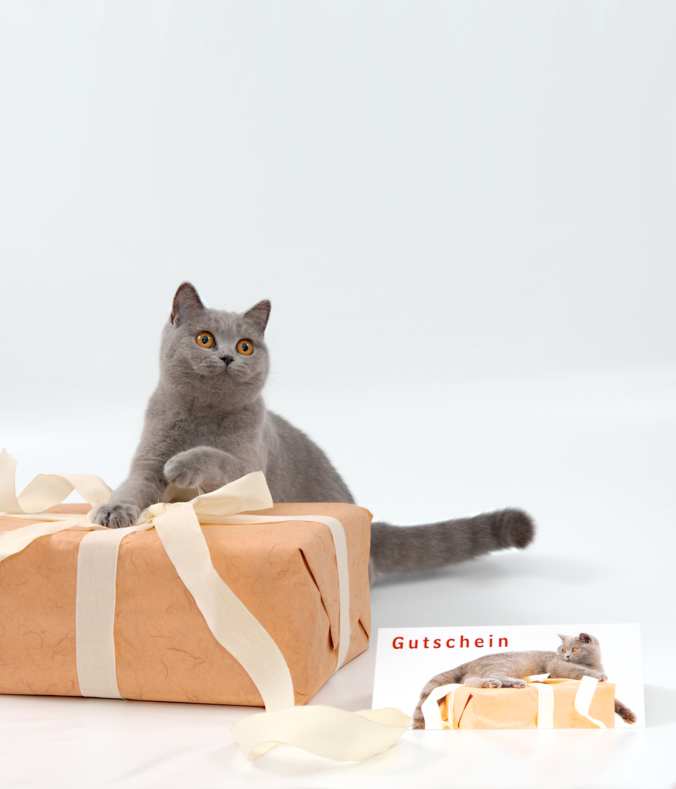 Katzen Geschenk Gutschein