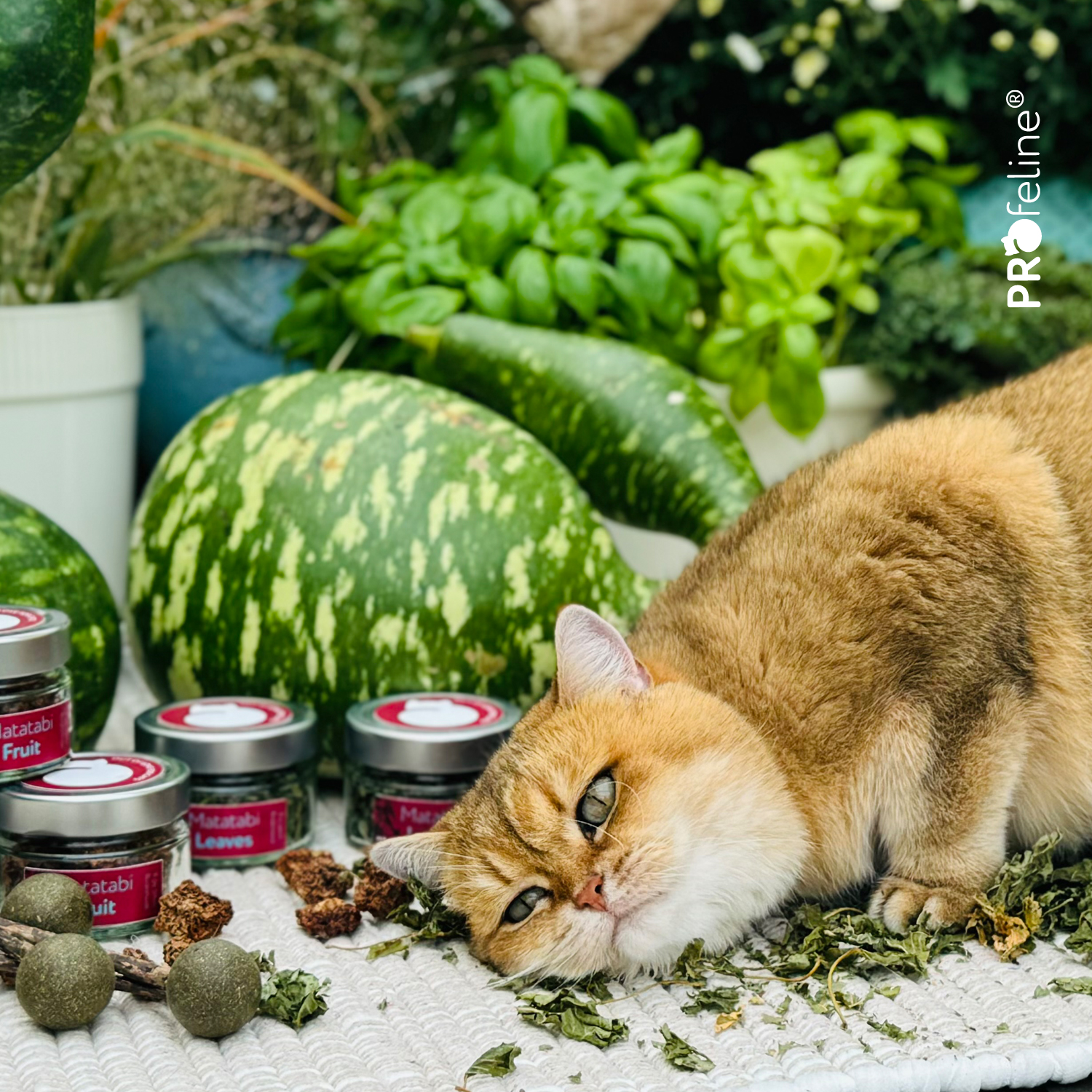Katzen Kraeuter Matatabi Catnip