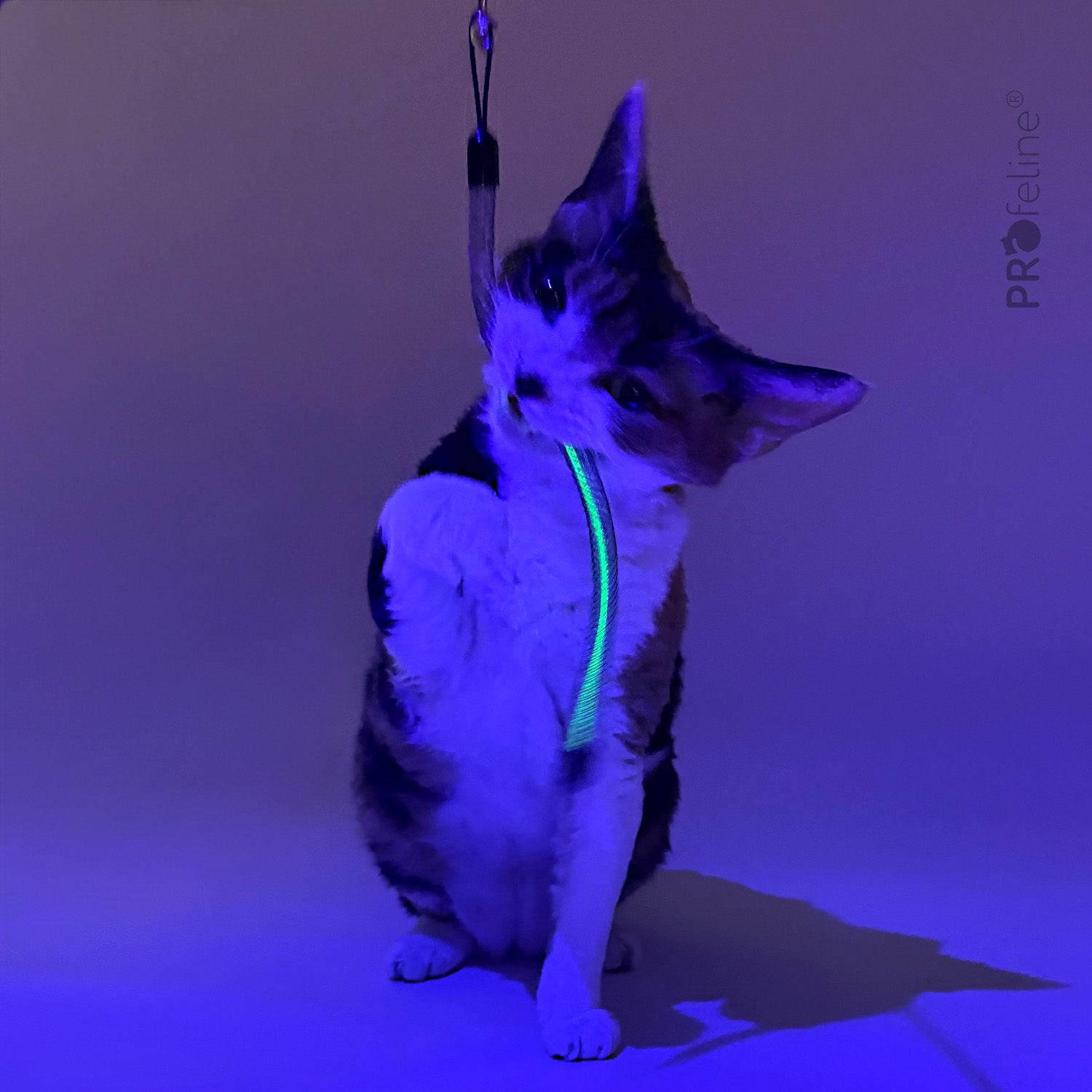 Katzenspielzeug leuchtender Wurm Katzenshop
