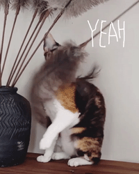 Cat Teaser Ostrich Feathers Katzen Federwedel Ostrich