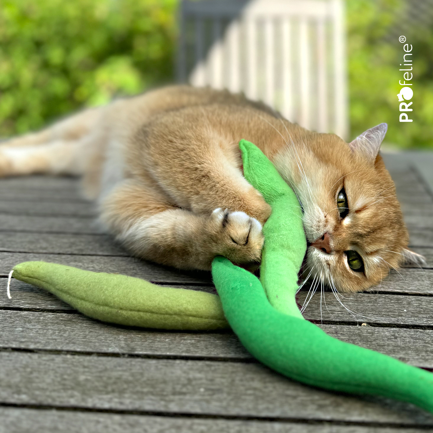 DreamCat - Green Beans Catnip Spielzeug Bohnen für Katzen