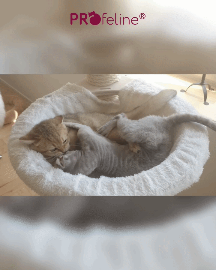 Boris und Maja