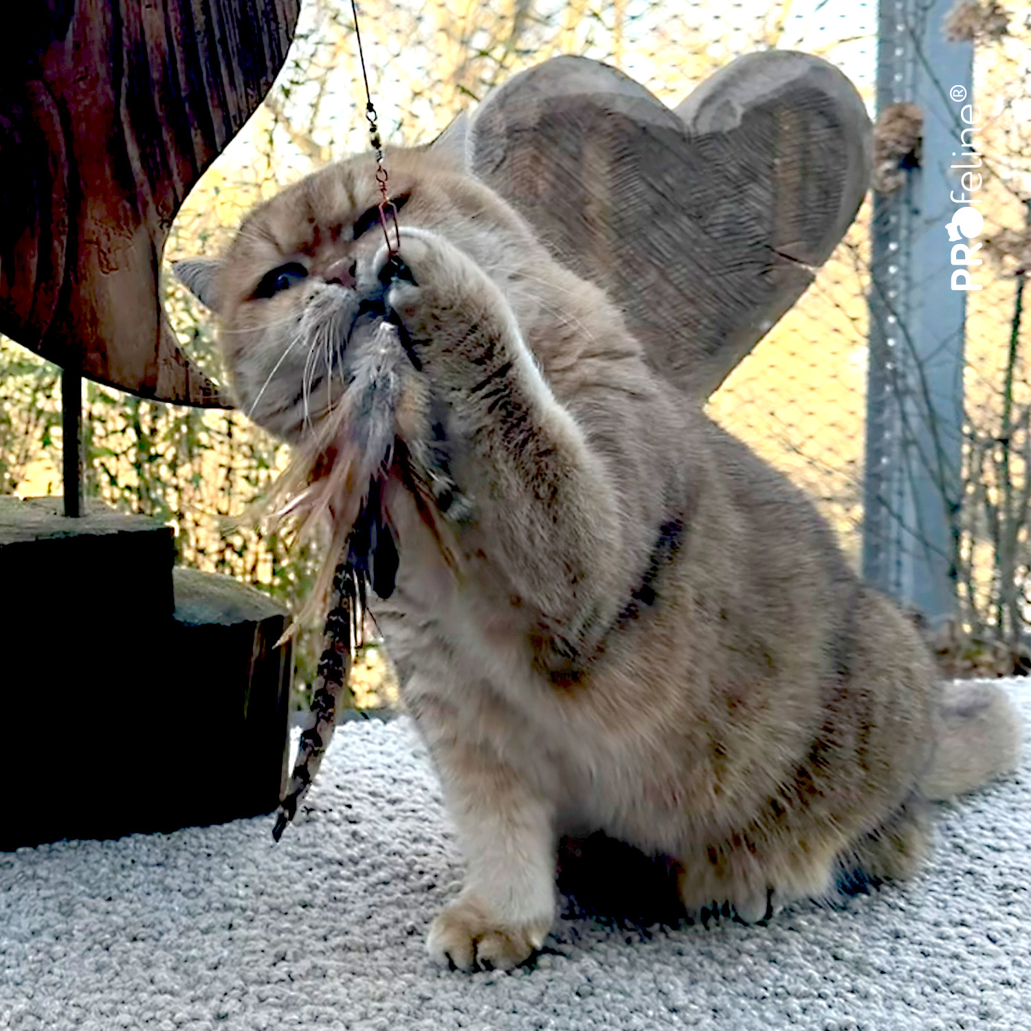 Katzenangel mit Fasanenfeder