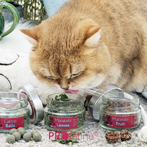 Katzenkräuter
