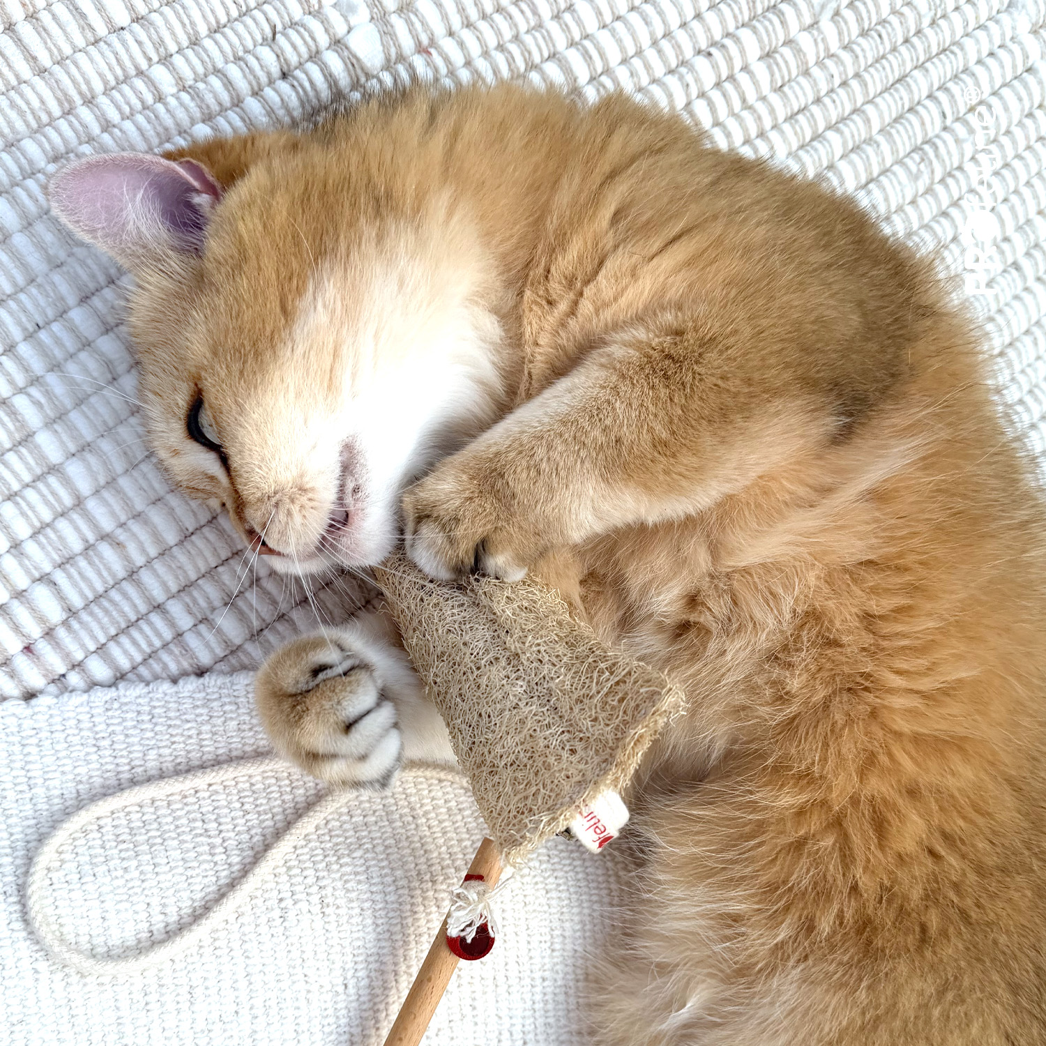 Loofah Tube - Catnip Dental Toy