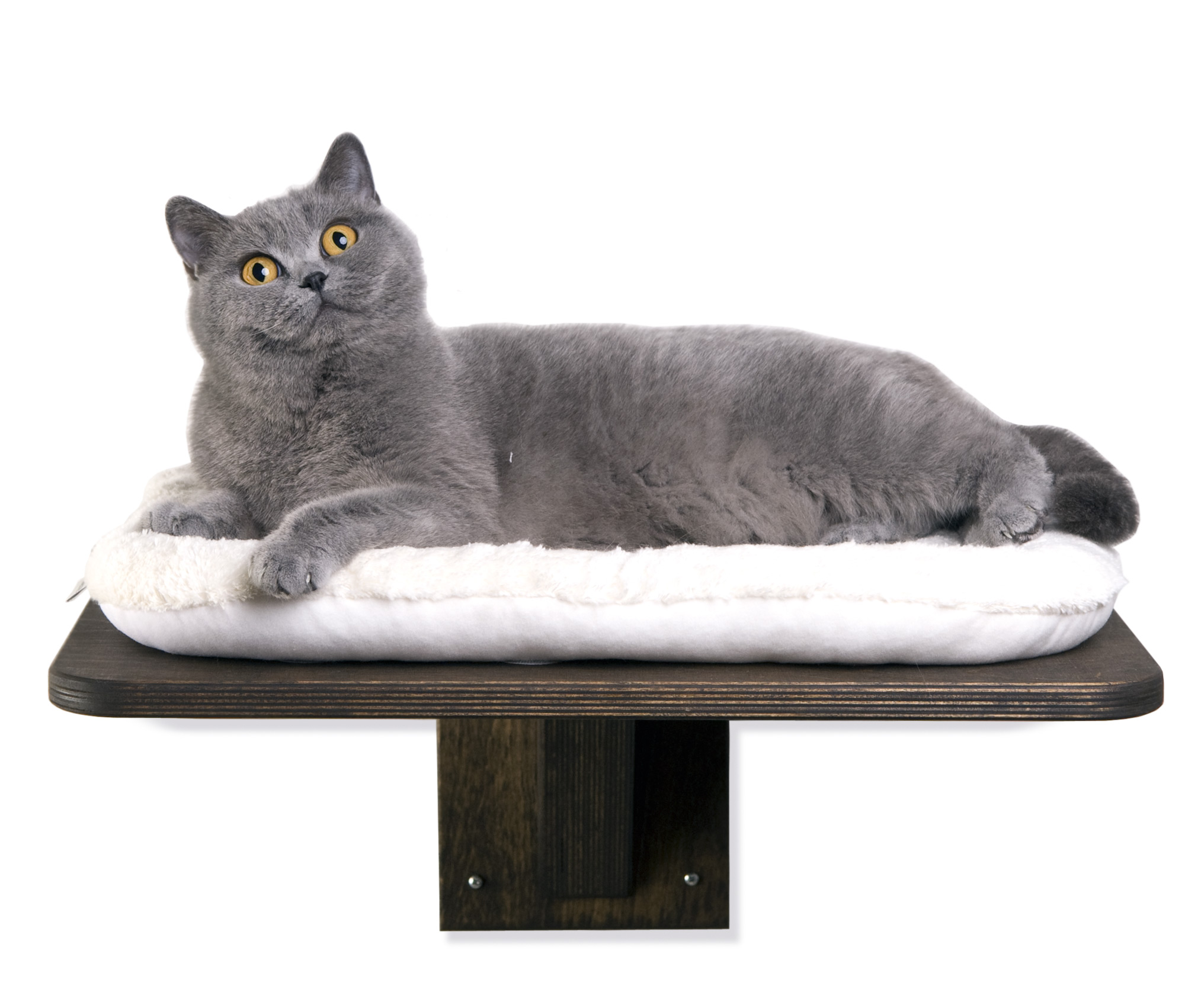 Katzen Wandliege eiche