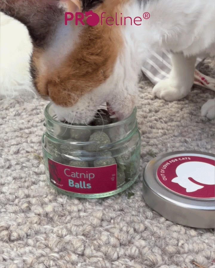 Catnip Balls