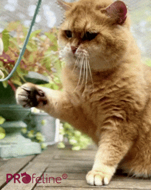 Cat Teaser Bamboo Wobbly Katzenangel Bamboo Wobbly