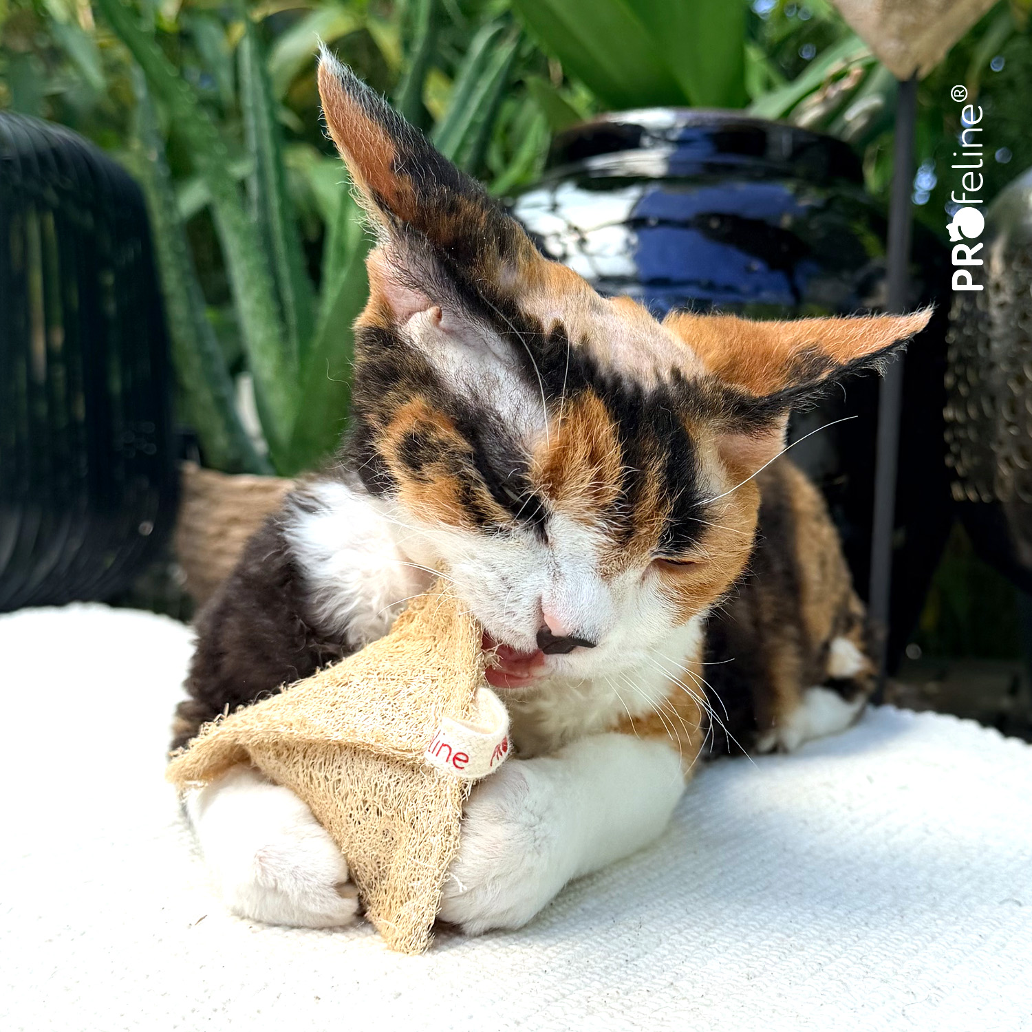Loofah Peak - Catnip Dental Toy