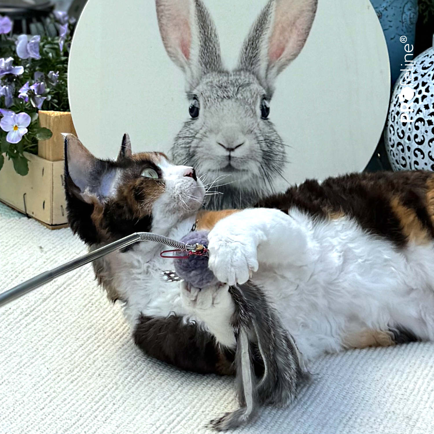 WiggleFur Refill Katzenshop für Katzengeschenke