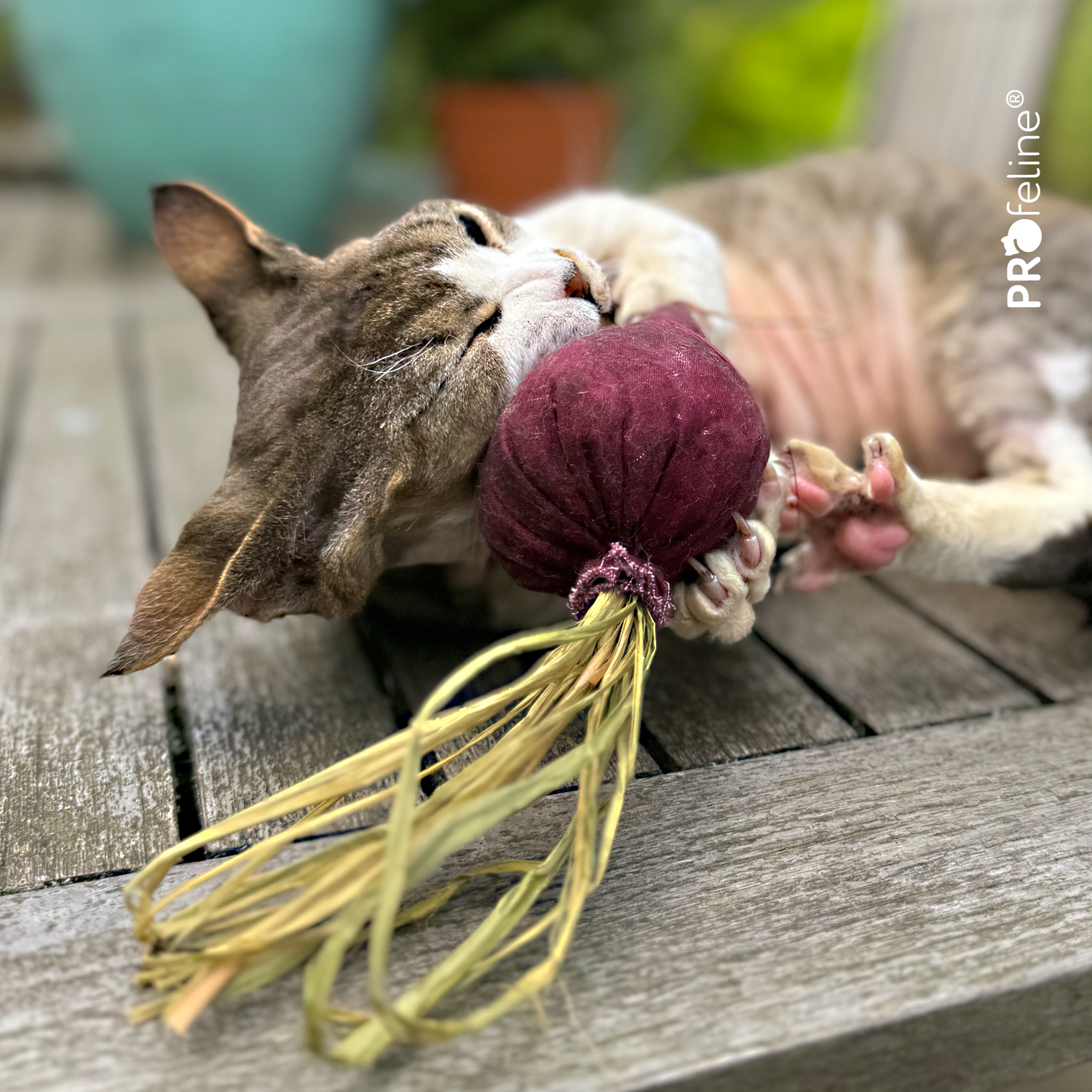 DreamCat - Beet Catnip Katzenspielzeug rote Beete