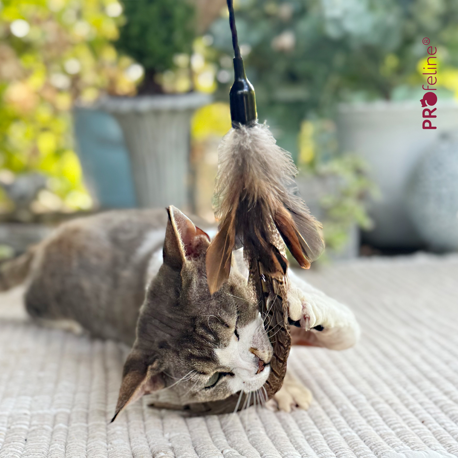Katzen Federstab lange Feder Katzenshop