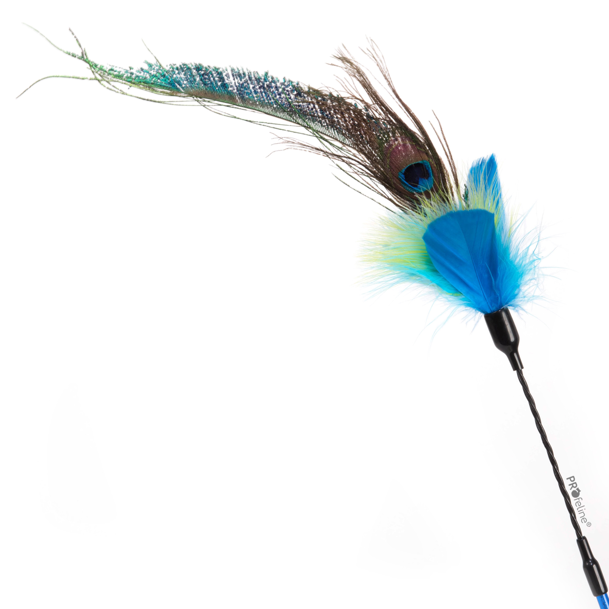 cat-teaser-peacock-feathers-dancer