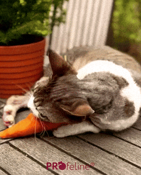 DreamCat - Carotte Catnip Cattoy Carrot