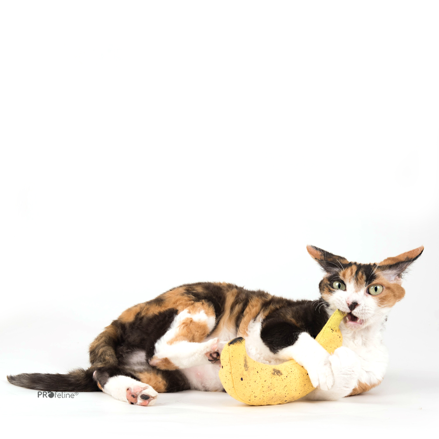 Katzenspielzeug Banane aus den USA mit Katzenminze aus Canada Katzenspielzeug USA Katzenminze Banane