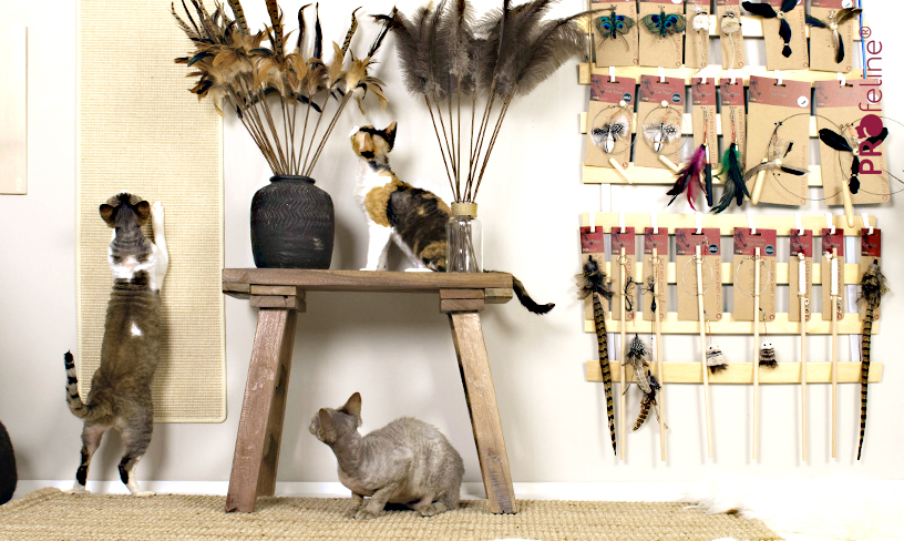 Katzen Federwedel Sho für Katzenspielzeug