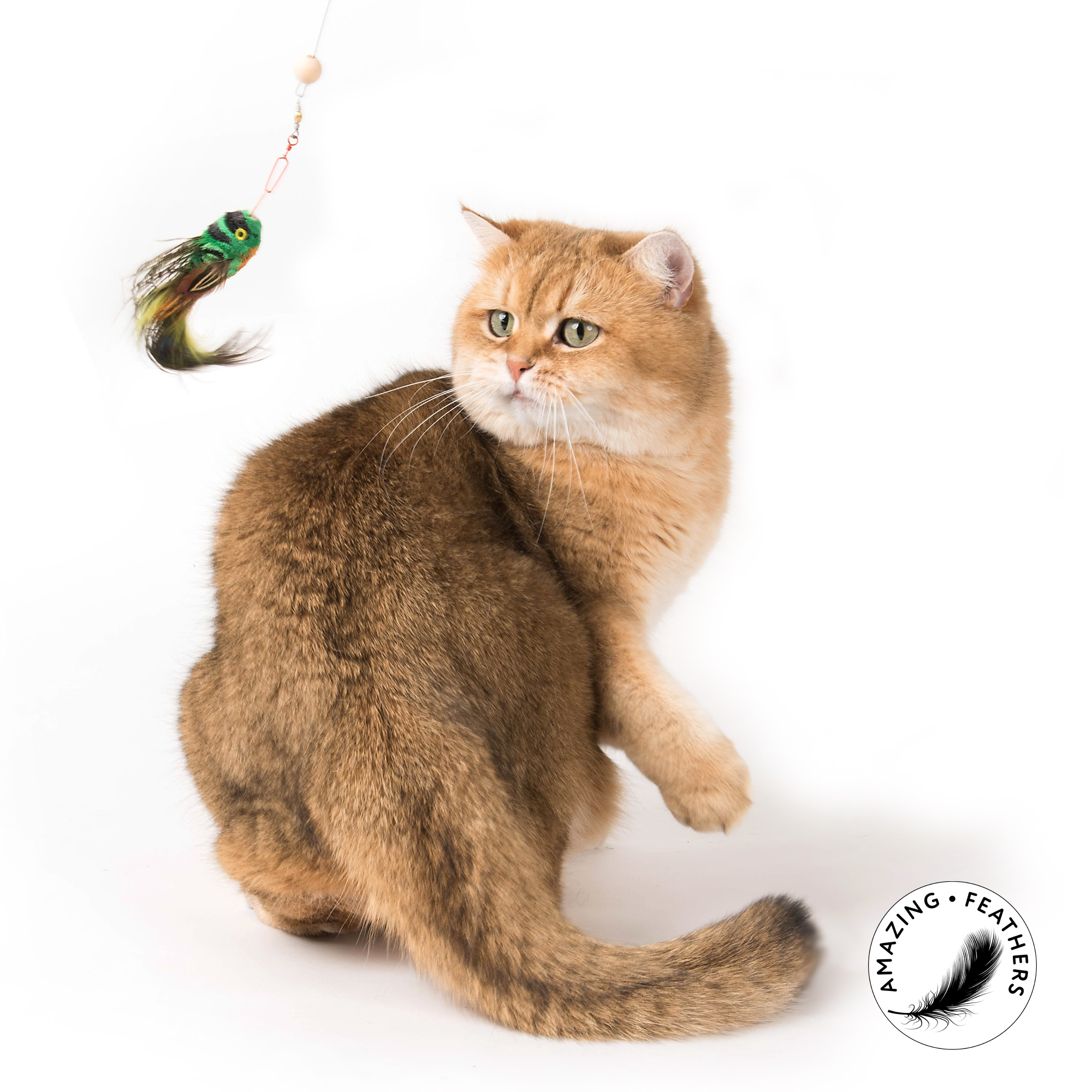 cat-toy-FlyingNymph-refill-colors