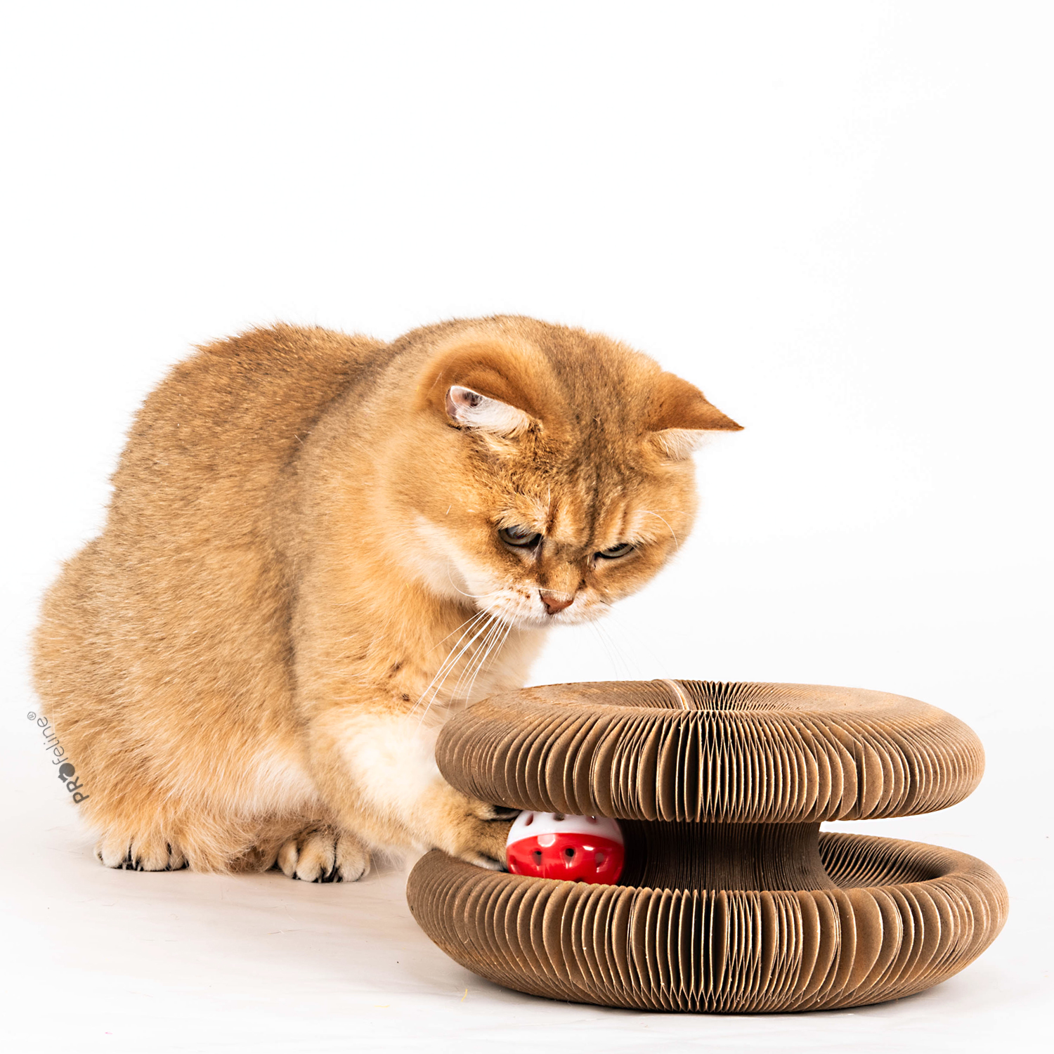 Magical Twiddle Toy Cat Track Katzenspielzeug Pappkarton